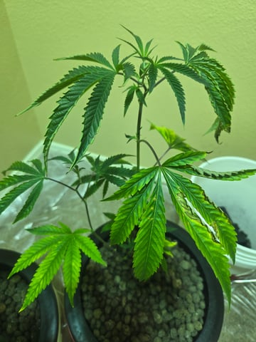 first time closet phx az — vegetative, day 1