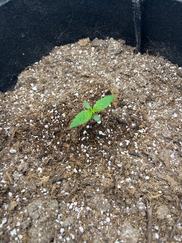 Chick n Wafflez, Big Bud Auto, Strawberry cheesecake auto — seedling_rooting, day 9