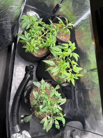     Clone Run #1 — vegetative, day 1