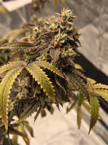 2nd Grow 3x5 tent — flower, day 142