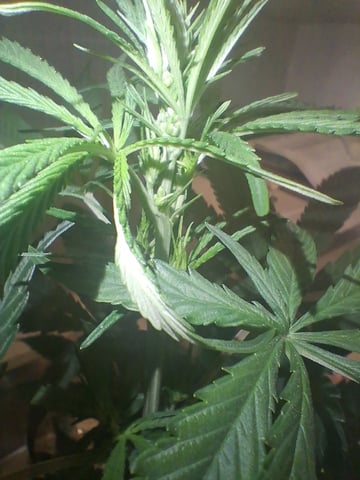 Panama Red Regular Jamaican Landraces — flower, day 20