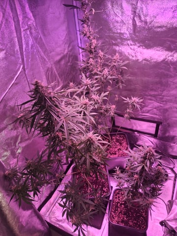 gorilla — auto, day 33