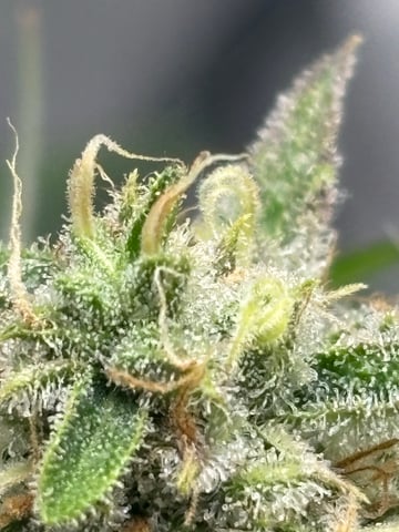 frosted zinn x cookie dog auto — flower, day 8