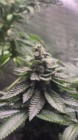 Purple Nasty By Ethos Seeds — flower, day 102