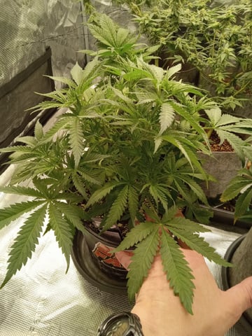 Blueberry critical kush x purple peyote wifi  and one L.a kush cake . — vegetative, day 27