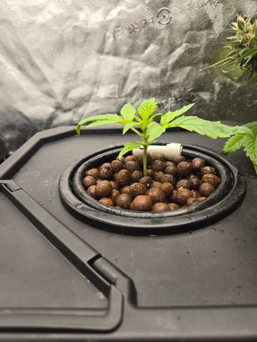 Spider-Farmer Hydro — vegetative, day 17