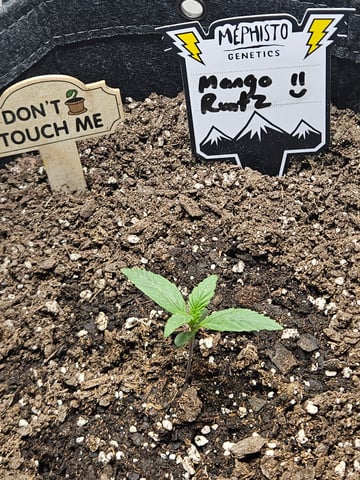 Mango Runtz — seedling_rooting, day 16
