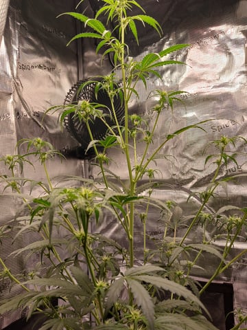 black gorilla feminized  — flower, day 17