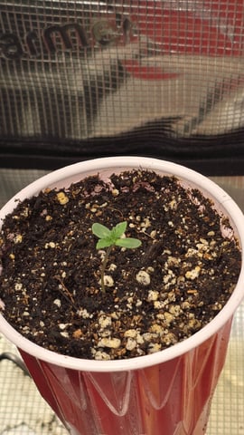 Blueberry Swirl — seedling_rooting, day 2