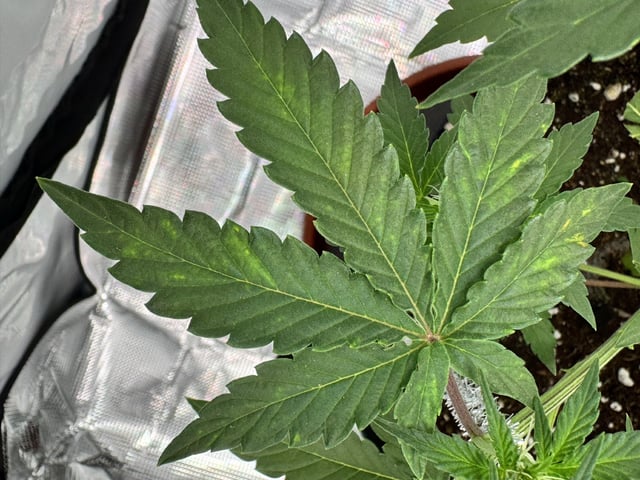 Permanent Marker  — vegetative, day 33