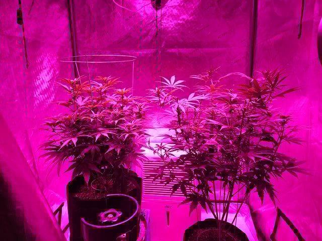 BLACKCHERRY SHERB — flower, day 41