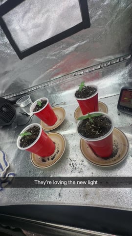 1st grow  — seedling_rooting, day 5