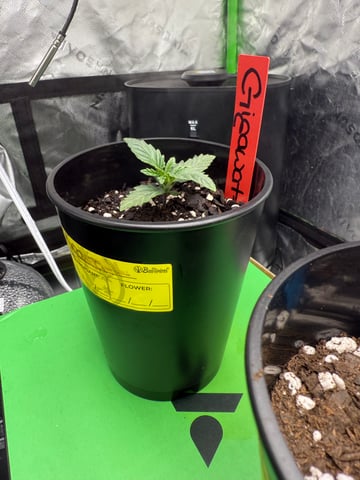 peaceful grow 1 — seedling_rooting, day 6