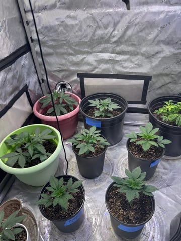 GrowRoom — flower, day 1