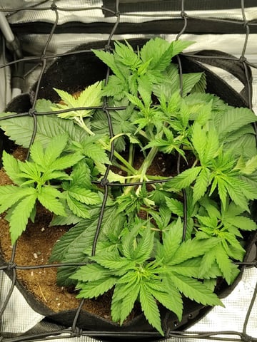 winter grow — vegetative, day 47