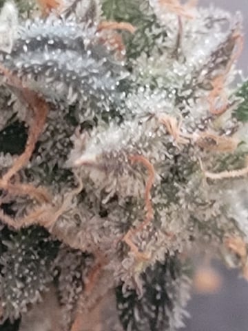 6th Grow — flower, day 86