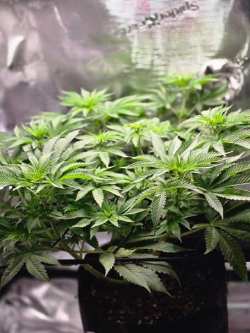 Northern lights #10 (Alaska) — flower, day 44