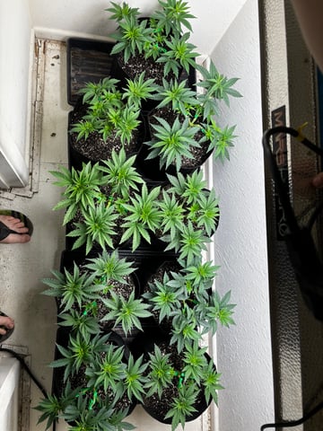 Outdoor Grow — vegetative, day 34