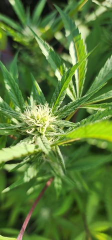 1st grow Dr. Nefario — flower, day 113