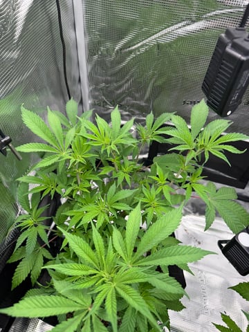  Trying to go big — flower, day 71