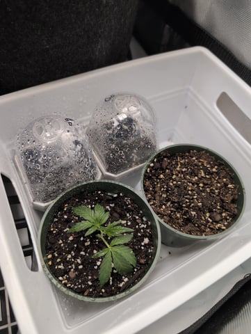 grow 2  — germination, day 3