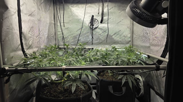 lilac diesel Rbx2 — flower, day 75
