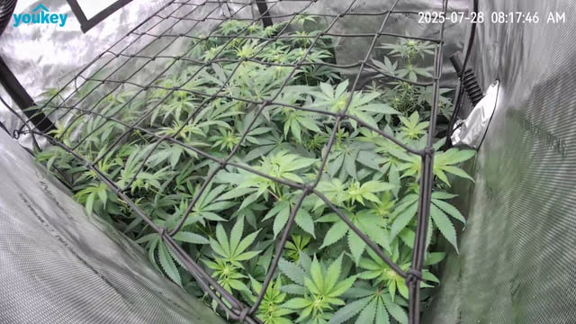 Purple Haze  — flower, day 64