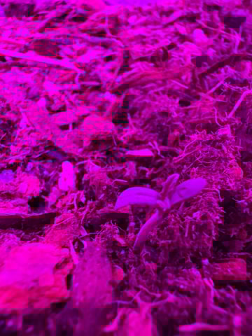 Quick One — flower, day 13