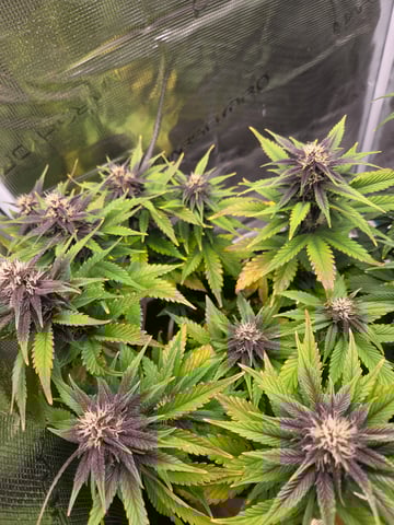 second grow — flower, day 43