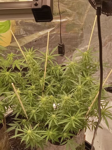 Blueberry critical kush x purple peyote wifi  and one L.a kush cake .