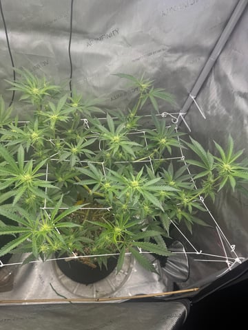 catpiss canyon & Apple Candie  — grow_setup, day 1