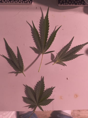 pineapple Express  — flower, day 16