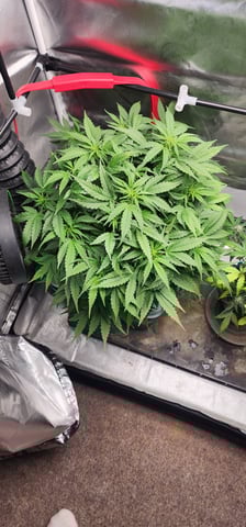 El Chemi Kiwi autoflower  — vegetative, day 41