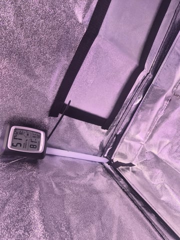 I'll get it right — flower, day 56