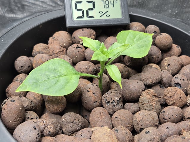 JALAPEÑO 🌶 — vegetative, day 40