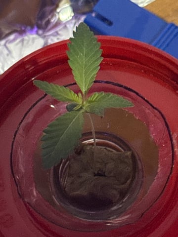 FIRST GROW EVER LETS GO!!!