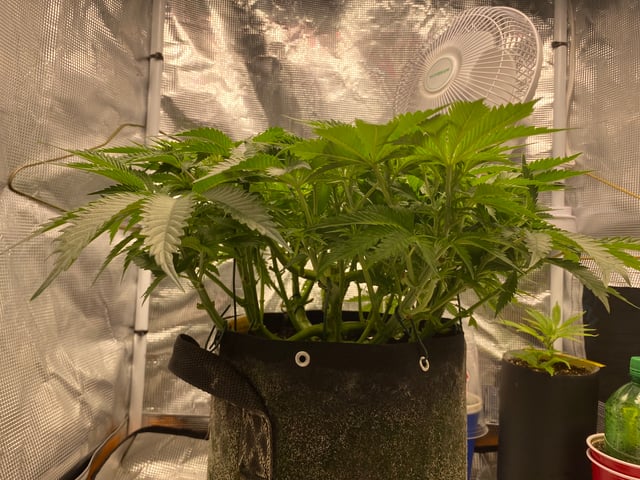 blackberry marshmallows  — vegetative, day 54