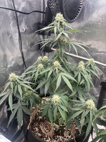 Batch #3 — flower, day 31