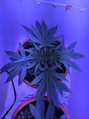 unknown strain 1st grow — vegetative, day 20