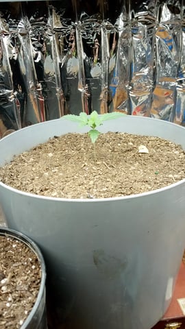 Jack hearer/Jack the ripper? — seedling_rooting, day 16