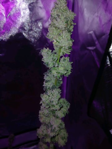 triangle kush  — flower, day 100