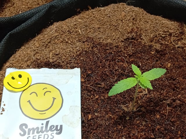 Strawberry Banana Auto  — seedling_rooting, day 28