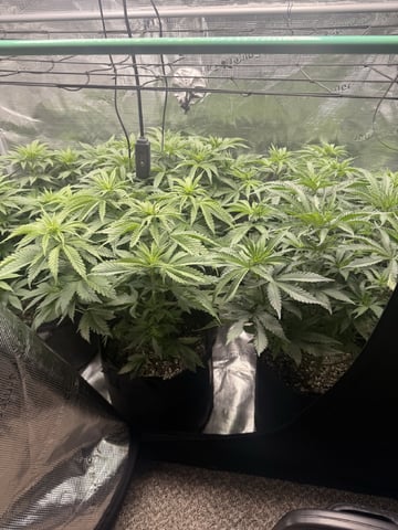 Goofy’s Grow  — vegetative, day 55