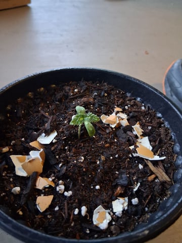 My First Grow