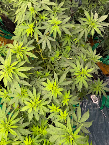 Grow 2 — grow_setup, day 2
