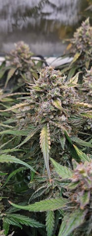 1st — flower, day 1