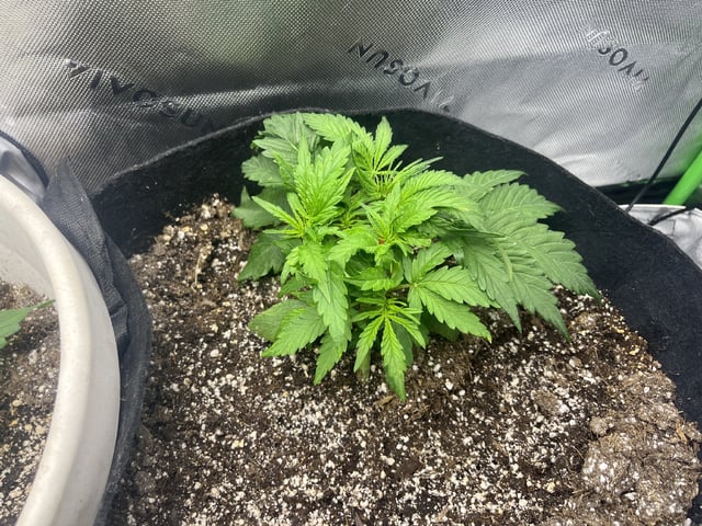Autoskunk and OG Kush — vegetative, day 27