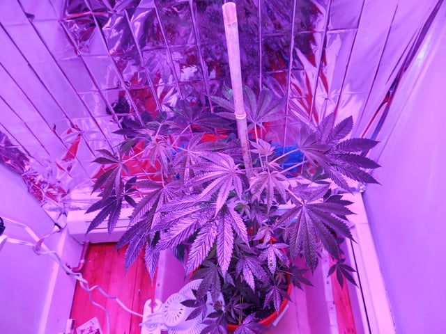 triangle kush  — flower, day 46