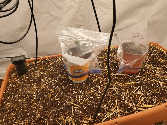 Alien Rock Candy & Grape Deebo — seedling_rooting, day 18