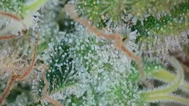 Cookies Usa — flower, day 109